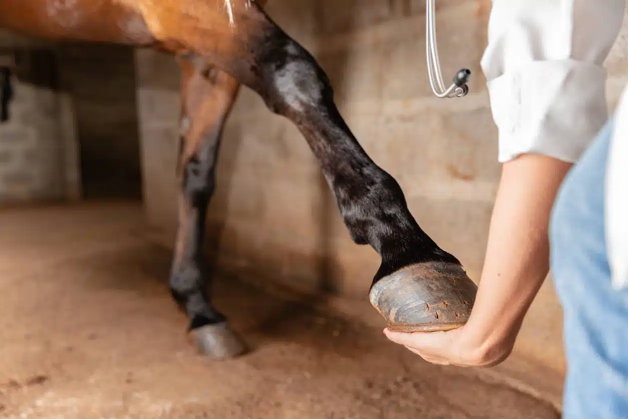 Vétérinaire spécialiste en locomotion équine 