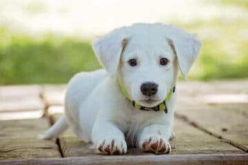 Quelles croquettes donner à mon chien ?