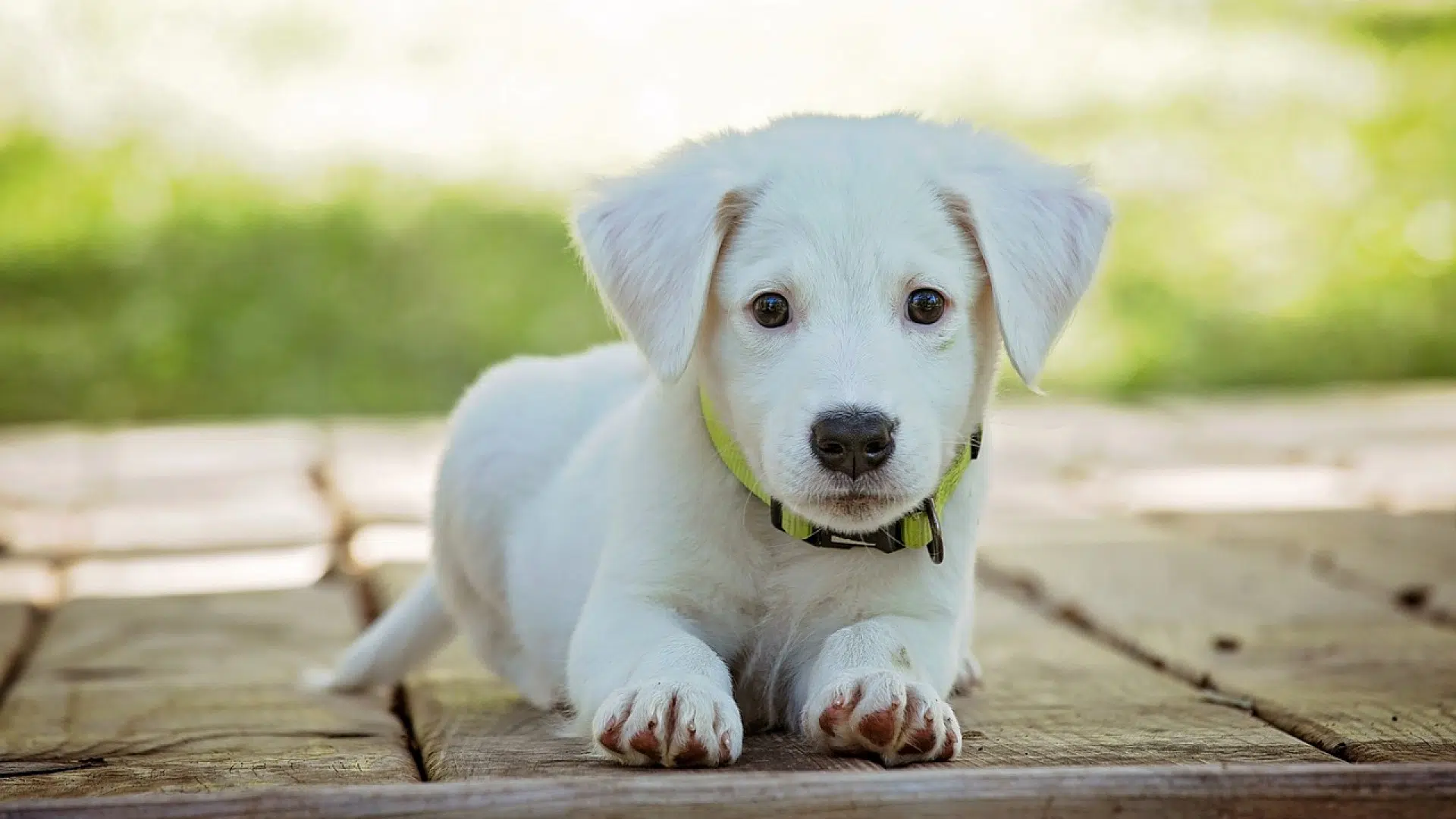 Quelles croquettes donner à mon chien ?