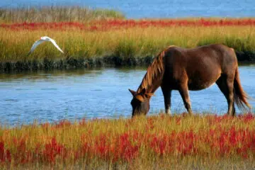 Remèdes à base de plantes pour la santé des chevaux