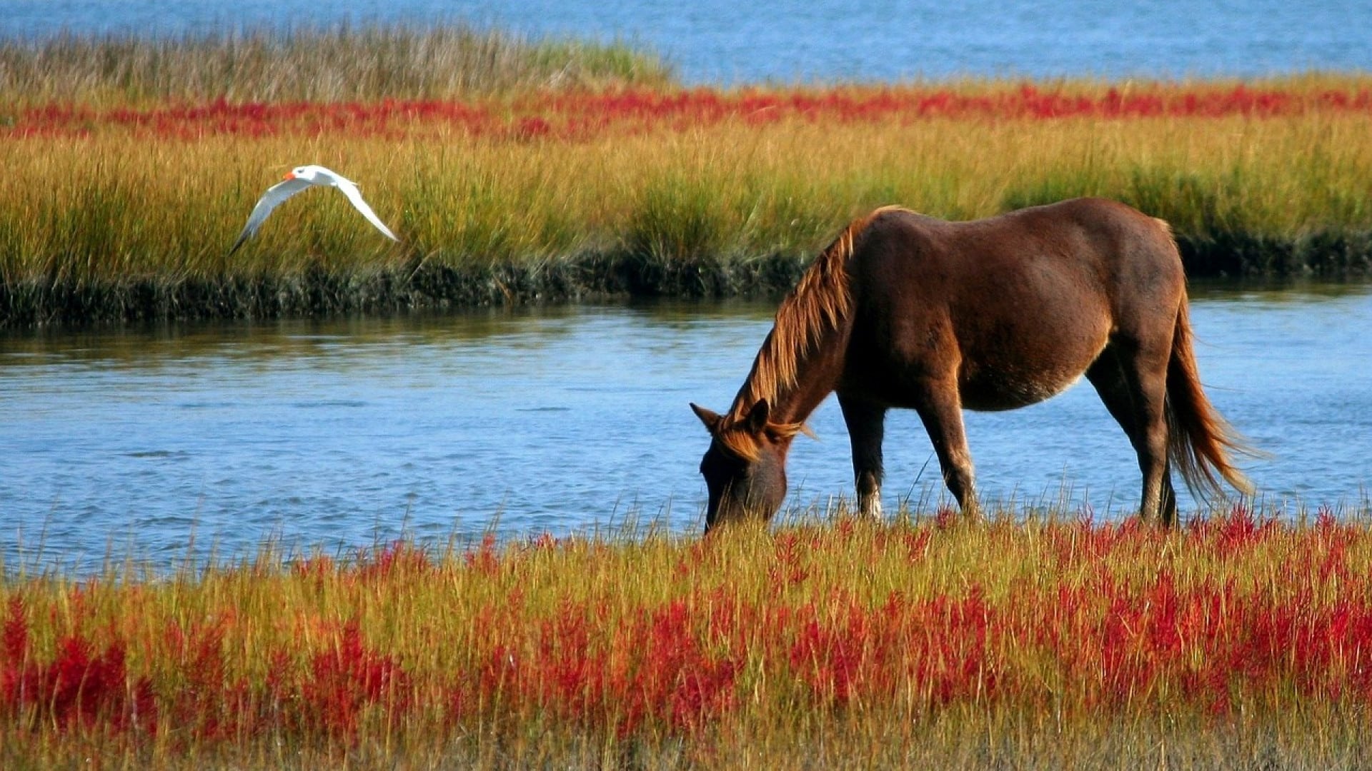 Remèdes à base de plantes pour la santé des chevaux