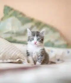Les bienfaits des chats : comment ces félins améliorent notre santé et notre bien-être