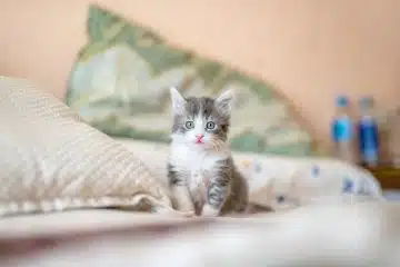 Les bienfaits des chats : comment ces félins améliorent notre santé et notre bien-être