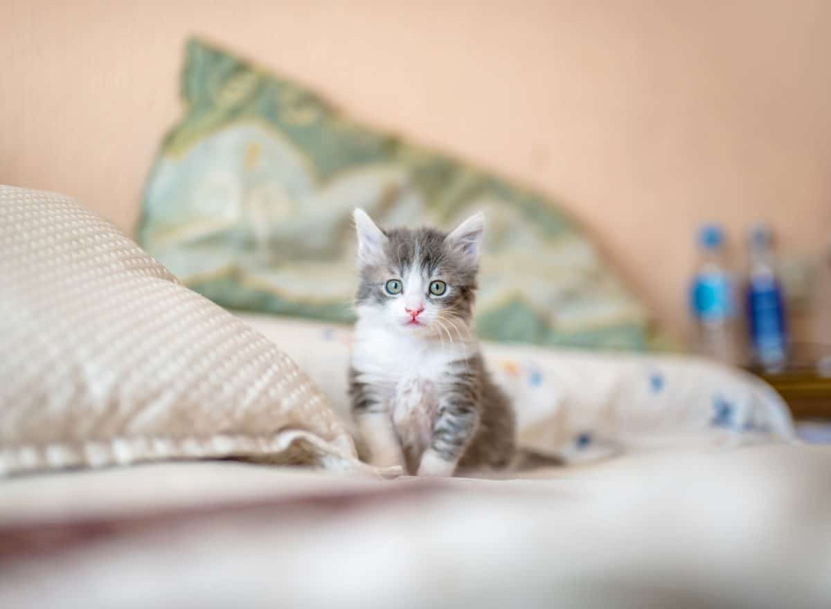 Les bienfaits des chats : comment ces félins améliorent notre santé et notre bien-être