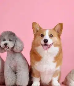 Ultime sélection des meilleurs cadeaux de Noël pour chien, pour chat