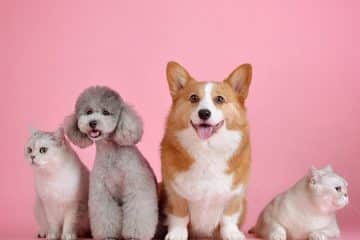 Ultime sélection des meilleurs cadeaux de Noël pour chien, pour chat