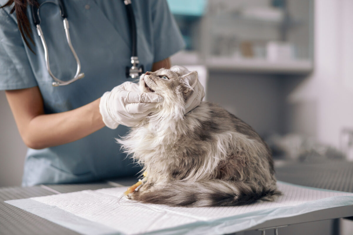 Un vétérinaire dans des gants en latex examine un chat sur une table à l'hôpital