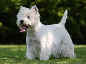 westie