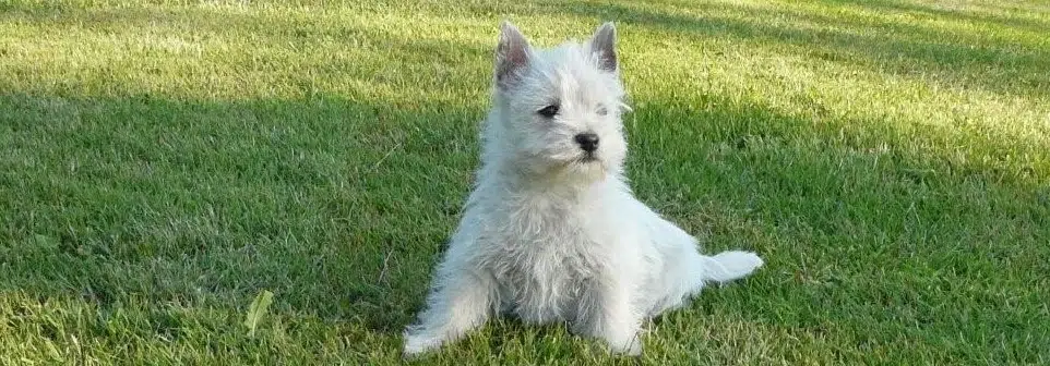 westie chien