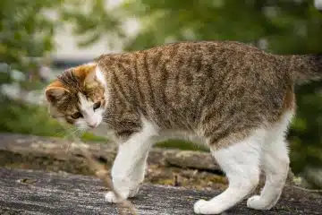 brown and white tabby cat on gray concrete pavement